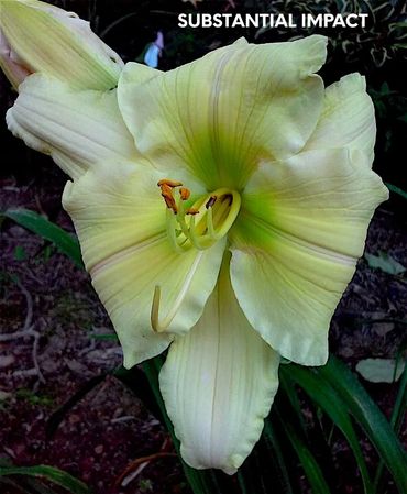 DAYLILY SUBSTANTIAL IMPACT
