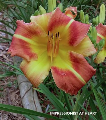 DAYLILY IMPRESSIONIST AT HEART