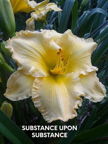 daylily substance upon substance