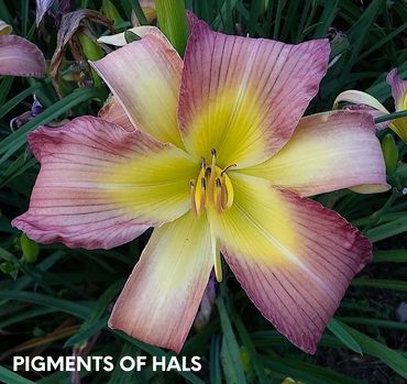 daylily pigments of hals