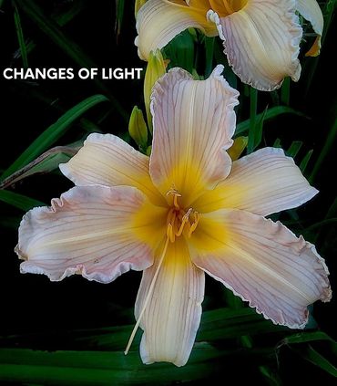daylily changes of light