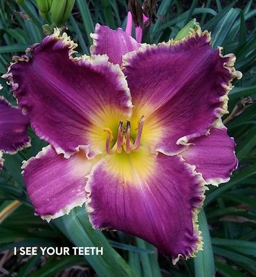 daylily i see your teeth
