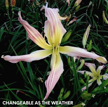 DAYLILY CHANGEABLE AS THE WEATHER