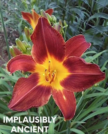 daylily implausibly ancient