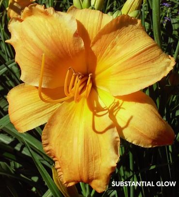 DAYLILY SUBSTANTIAL GLOW