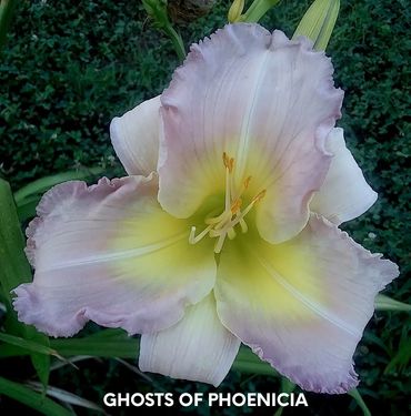 daylily ghosts of phoenicia