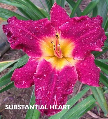 DAYLILY SUBSTANTIAL HEART