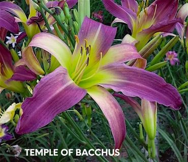 DAYLILY TEMPLE OF BACCHUS