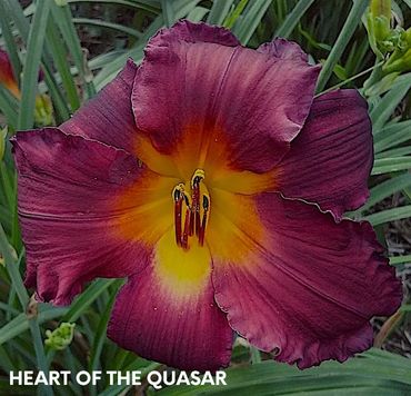 DAYLILY HEART OF THE QUASAR