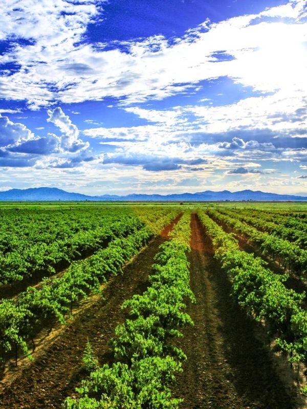 Leafy vineyard with bright blue sky surrounded by mountains