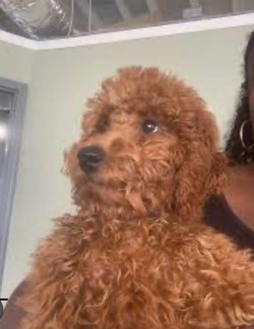 Puppy boarding and grooming