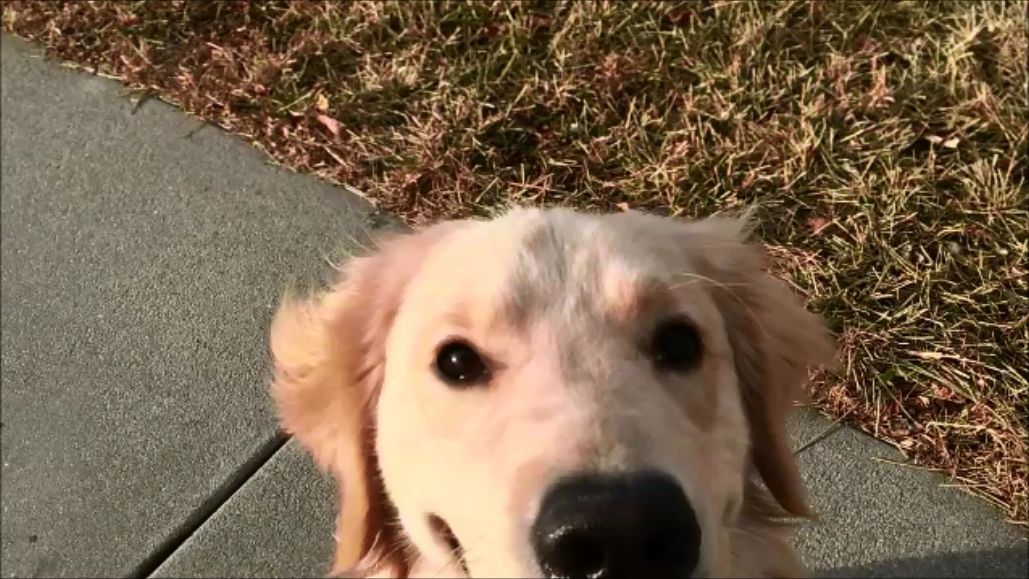 Dog Training in Omaha Fidelity K9