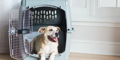 Kennel training is a crucial first step in obedience training and potty training.