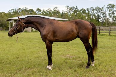 A brown horse standing on green grass with a rope halter.