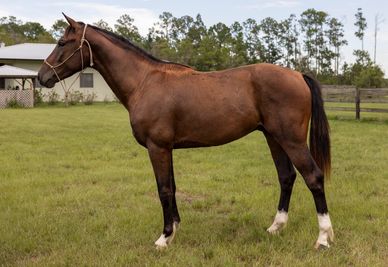 A brown horse with a white sock markings stands on green grass.