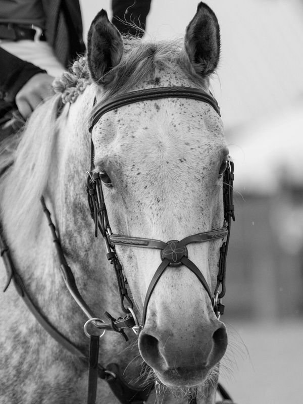 Close-up of a gray horse with a bridle and rider in the background.