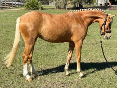 Palomino horse with braided mane standing on grass in daylight.