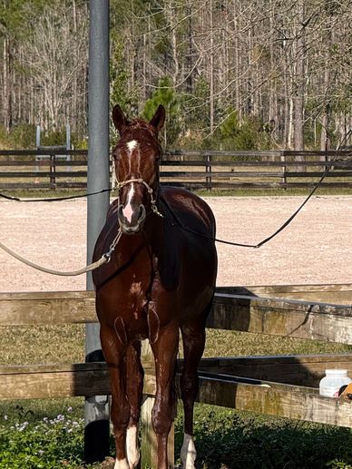 Two horses, one chestnut and one black, standing tied at a wash station outdoors.