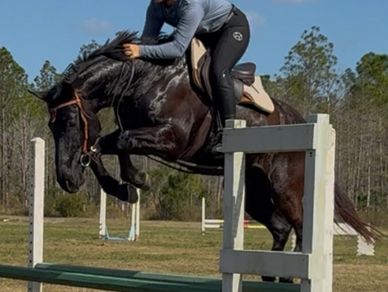 Horse and rider successfully jump over a fence in an outdoor field.