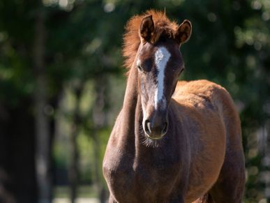 A young brown foal standing outdoors with a white blaze on its face.