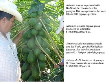 Antonio inspects a papaya tree loaded with fruit in his grove.