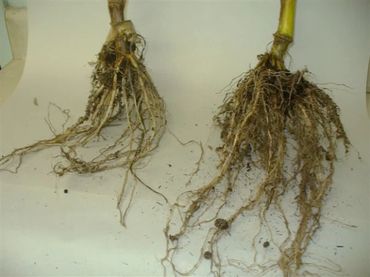Two plant root systems exposed with soil particles attached.