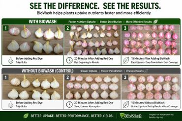 Comparison of tulip bulbs showing faster, more even nutrient uptake with BioWash.
