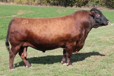 Sawyer creek cattle farm animals
