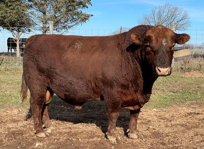 Pure-bred red Angus bulls
