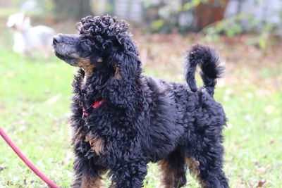 Phantom Poodle Puppy