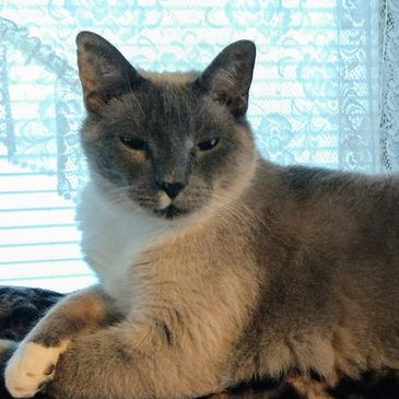 Relaxed indoor cat resting comfortably during an in-home cat sitting visit in Belmont, NC by Loving Paws Feline Care