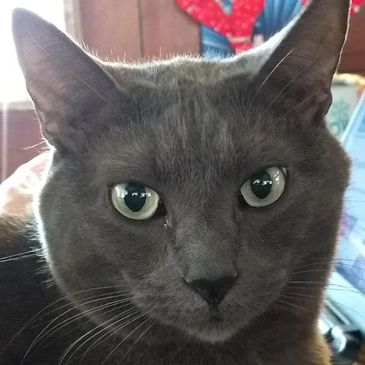 Close-up of a gray cat with green eyes.