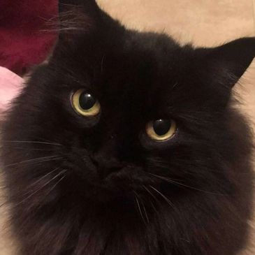 Close-up of a black cat with striking yellow eyes.