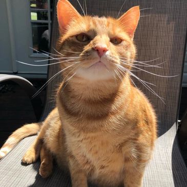 Orange tabby cat sitting on a chair in sunlight.