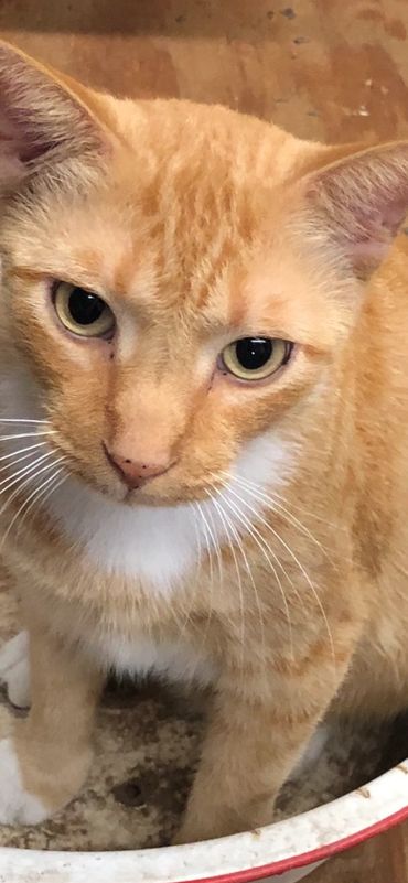 We found Barney one morning sleeping on a sofa. He was just a wee lad. He has never left. He is o