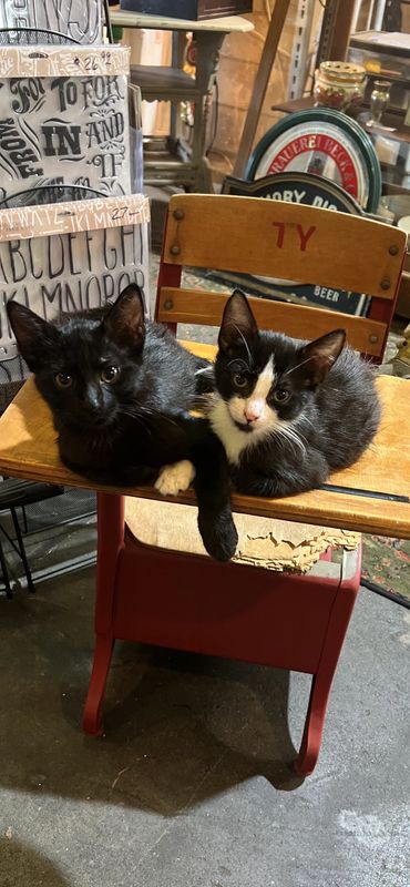 Judy & Timmy are Cindi's babies. They are so sweet !!