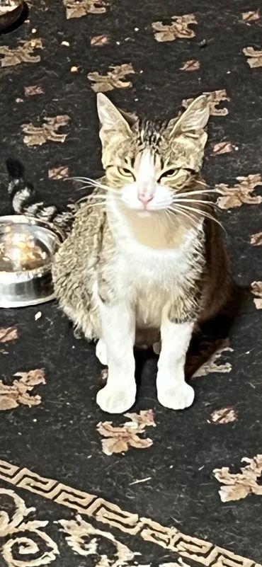 Cindi is still somewhat feral; but she gave birth to Timmy & Judy under a pallet.