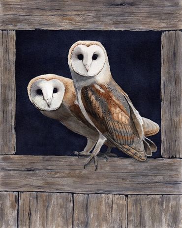 Diane Pope painting. Two Barn Owls standing in a barn window.