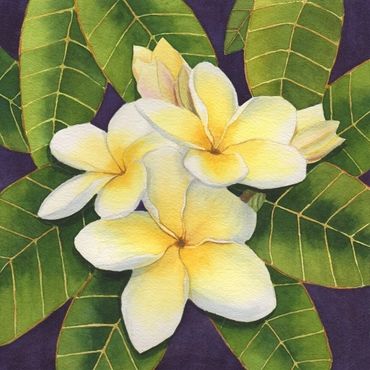 Diane Pope painting - A cluster of creamy white Hawaiian plumeria