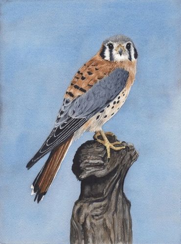 Diane Pope painting - A American kestral perches on a log