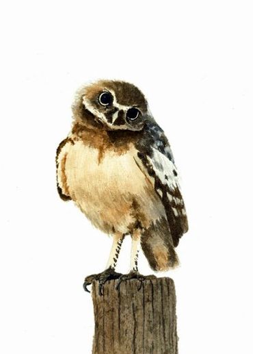 Diane Pope painting - a baby burrowing owl looks inquisitively at you from its wooden post