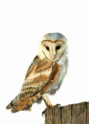 Diane Pope painting - A barn owl sits on an old post with a white background