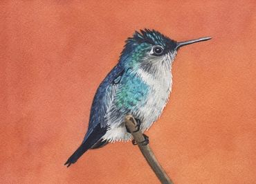 Diane Pope painting: Cute little Bee Hummingbird sitting on branch