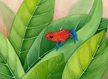 Diane Pope painting - a tiny blue and red tree frog sits on a leaf
