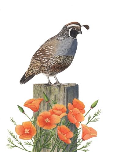 Diane Pope painting - A California quail perches on a wooden post surrounded by orange poppies