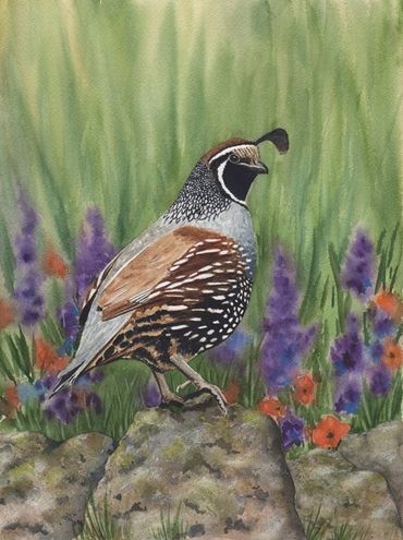 Diane Pope painting-California Quail standing on a rock with a colorful background.