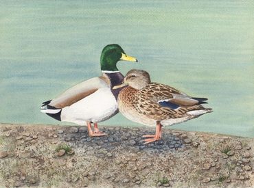 Diane Pope Painting: Mallard Duck couple standing on a rocky beach with water behind them.
