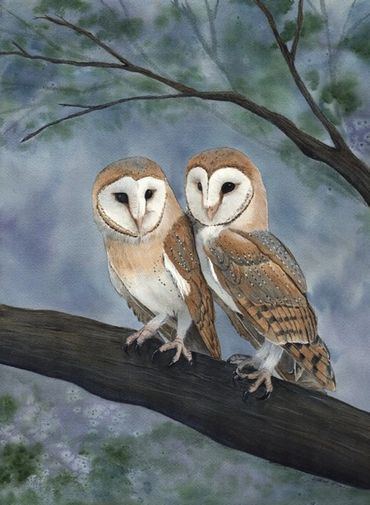 Diane Pope painting - two white-faced barn owls nestle together on a tree limb