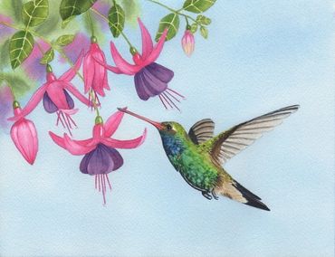 Diane Pope painting - A green hummingbird enjoying the fuchsias
