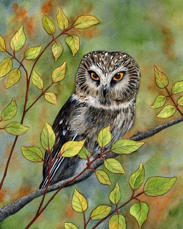 Diane Pope painting - a Saw Whet owl perches on a branch surrounded by fall colors